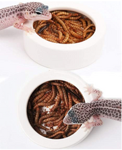 Load image into Gallery viewer, Reptile Worm Dish