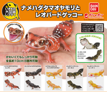 Load image into Gallery viewer, (Bandai Gashapon) The Diversity of Life on Earth Nephrurus Levis
