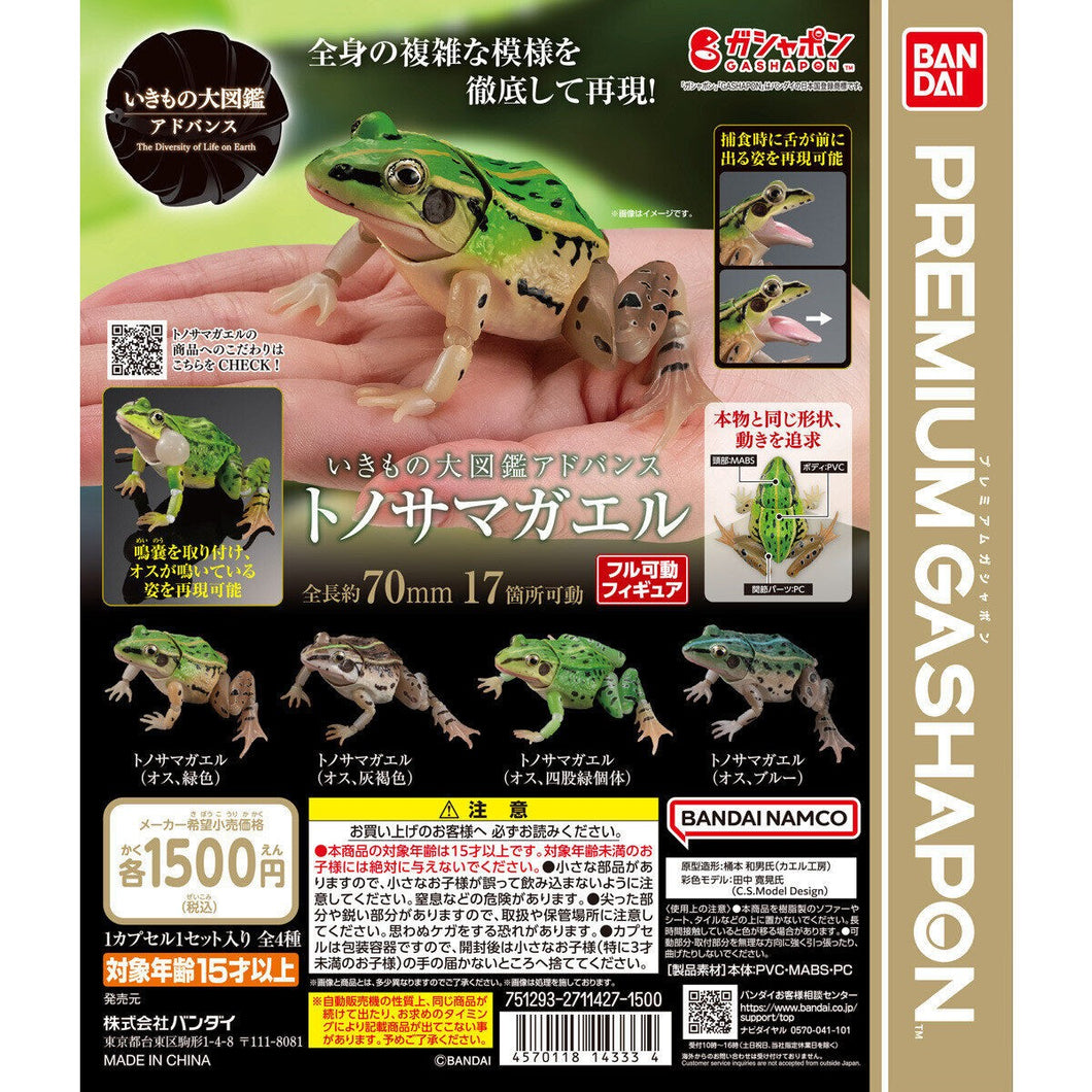 [Bandai Capsule] The Diversity Of Life On Earth Pelophylax Nigromaculatus - Random Signal Type
