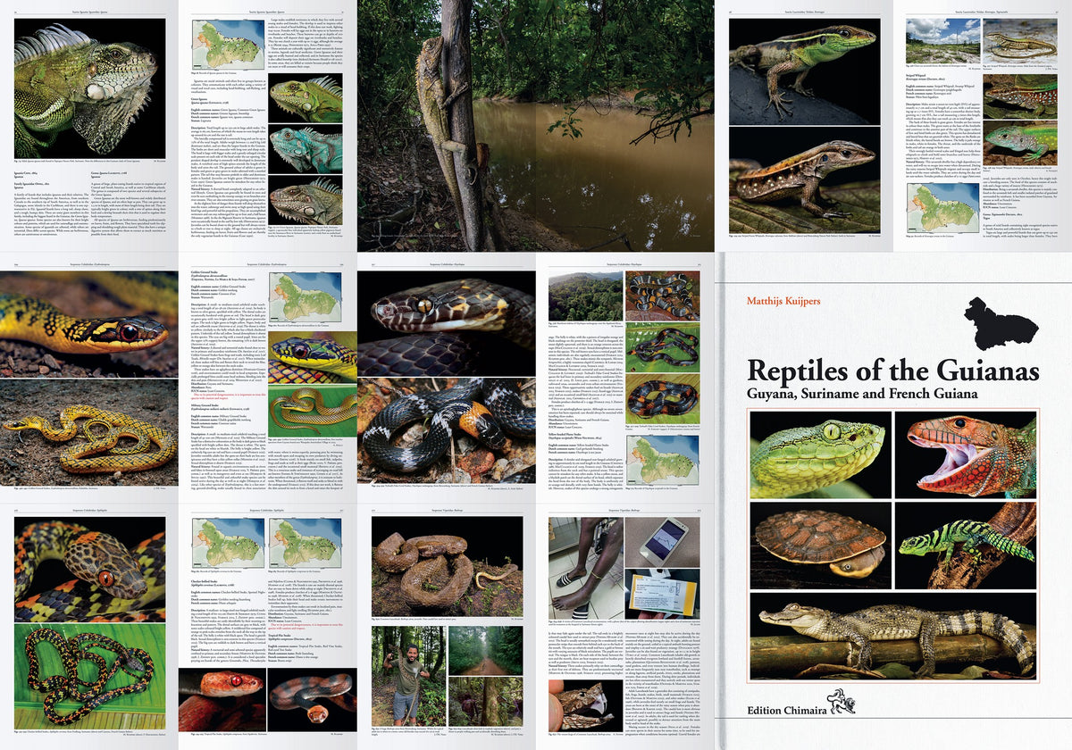 Reptiles of the Guianas – Guyana, Suriname and French Guiana ...