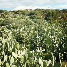 Load image into Gallery viewer, Ficomore DRIED SICILIAN prickly pear pad powder
