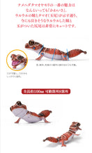 Load image into Gallery viewer, (Bandai Gashapon) The Diversity of Life on Earth Nephrurus Levis
