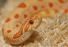 Load image into Gallery viewer, REPTIZOO ASPEN SNAKE BEDDING 2.4L(500G) SB001
