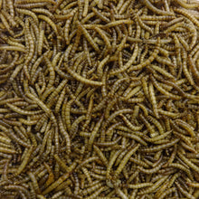 Load image into Gallery viewer, NPF Dry Mealworm 70g
