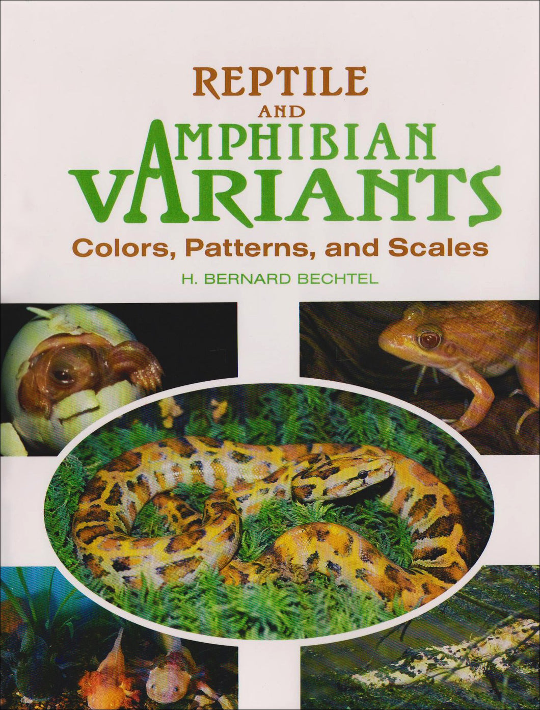 Reptile And Amphibian Variants - Colors, Patterns, and Scales