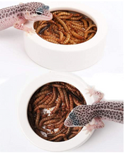 Load image into Gallery viewer, Reptile Worm Dish
